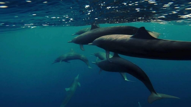  Profiter des dauphins